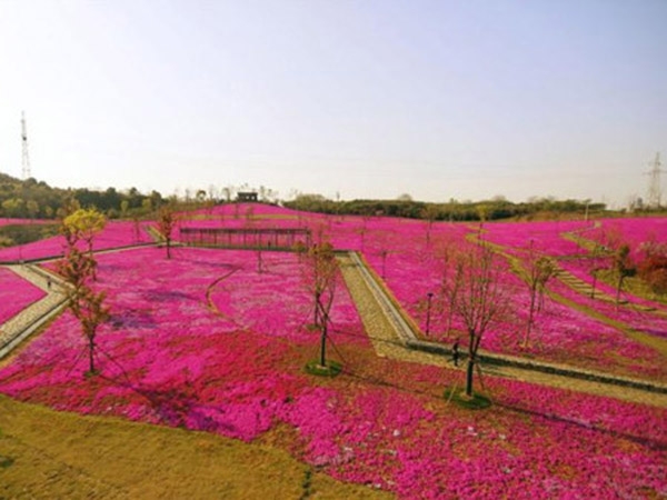 芝櫻花海