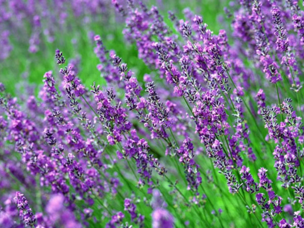 熏衣草開(kāi)完花后必須進(jìn)行修剪