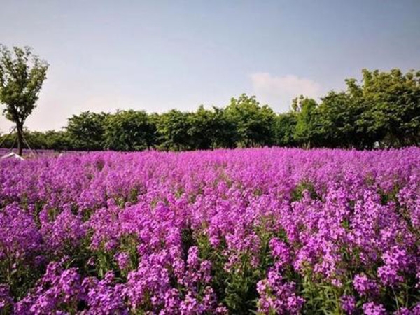 鳶尾花海